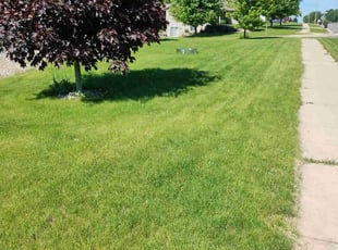 Anita A.'s landscaping service result