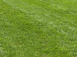 Ronald D.'s turf care service result
