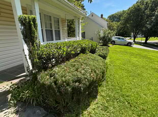 Yolanda M.'s Bush Trimming service result