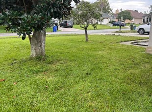 Frank P.'s grass maintenance service result