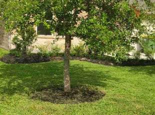 Rose S.'s lawn maintenance service result