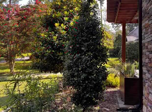 Hung H.'s Bush Trimming service result