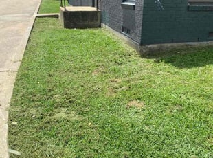 Mark L.'s turf care service result