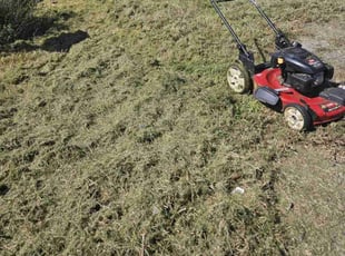 Laurie M.'s turf maintenance service result