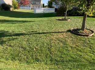 Tiffany D.'s grass cutting service result