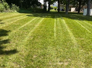 Denise M.'s turf maintenance service result