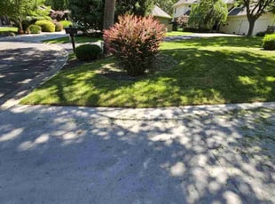 Carolyn R.'s turf care service result