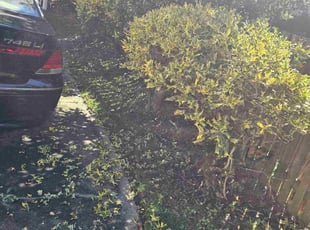 Lou C.'s Bush Trimming service result