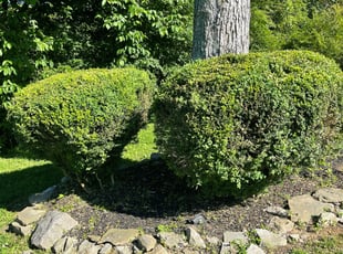 Amanda S.'s Bush Trimming service result