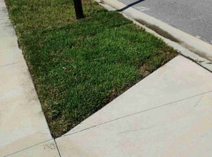 Yolanda L.'s turf maintenance service result
