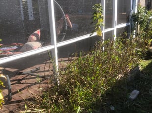 Michelle C.'s Flower Bed Weeding service result