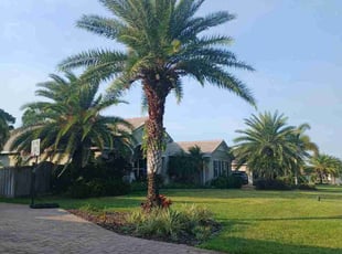 Andrew B.'s lawn care service result