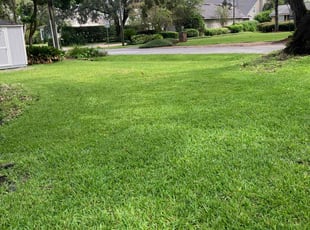 Cynthia O.'s turf care service result