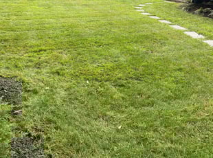 Nabilla G.'s lawn care services service result