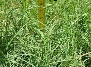 John W.'s Long Grass Cleanup service result