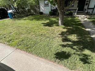 Suzanne H.'s lawn care service result