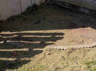 Teri B.'s grass cutting service result