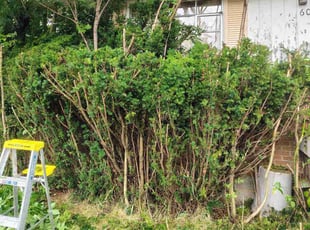 Betina B.'s Bush Trimming service result