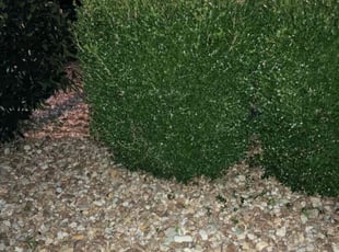 Barbara O.'s Bush Trimming service result