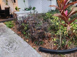 Donna K.'s Bush Trimming service result