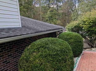 Michael F.'s Bush Trimming service result