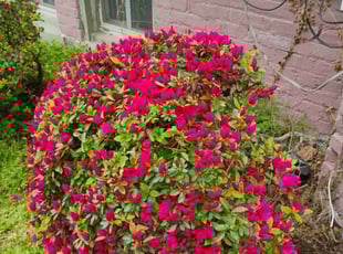Justin J.'s Bush Trimming service result
