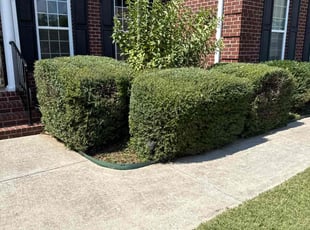 Julian G.'s lawn care service result