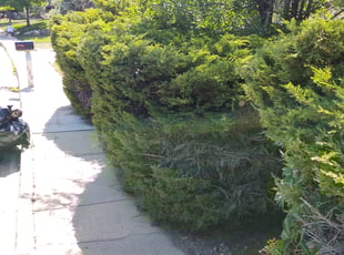 Kerry C.'s Bush Trimming service result