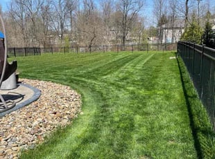 Jeff D.'s turf care service result