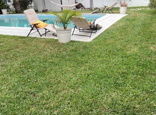 Allison B.'s turf maintenance service result