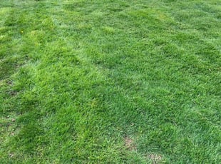 Danielle W.'s turf maintenance service result