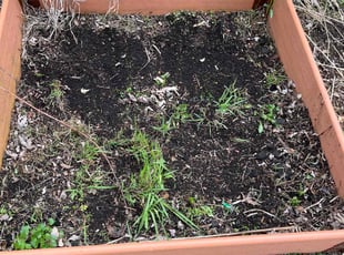 Luz M.'s Garden Maintenance service result