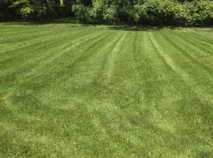 Patricia T.'s turf care service result