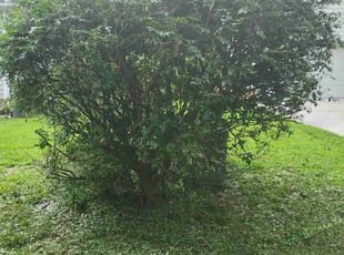 Mike B.'s Bush Trimming service result