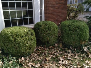 Susan C.'s Bush Trimming service result