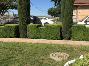 Latisha S.'s Bush Trimming service result