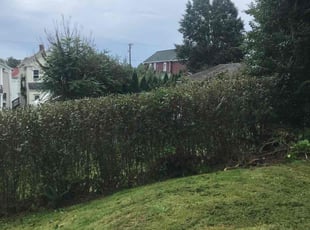 Kristy Z.'s Bush Trimming service result