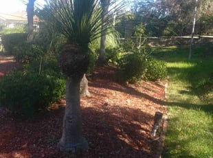 Josh S.'s lawn maintenance service result