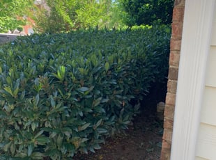 "Larry W.'s Bush Trimming service result
