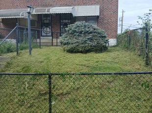 Tina D.'s turf care service result