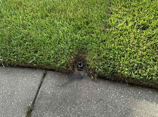 Van S.'s grass cutting service result