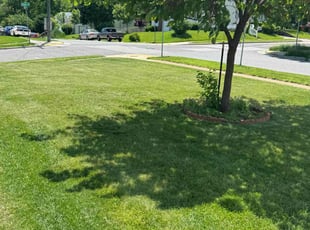 David K.'s grass cutting service result