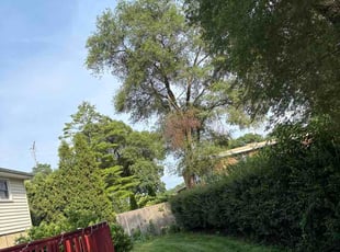Annie B.'s grass cutting service result