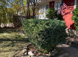 Shirley D.'s Bush Trimming service result