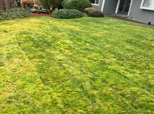 Wendy L.'s lawn maintenance service result