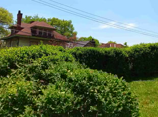 Thomas D.'s Bush Trimming service result