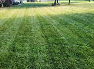 Shashank G.'s lawn maintenance service result