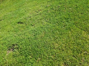 Vivian R.'s turf care service result