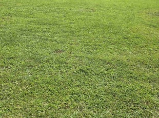 James D.'s grass cutting service result