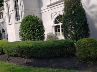 Aaron L.'s Bush Trimming service result